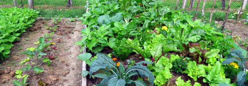 rentabilite-permaculture