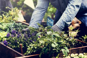 agriculture-urbaine-jardins-ville