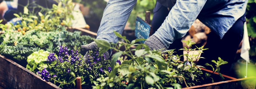 agriculture-urbaine-jardins-ville