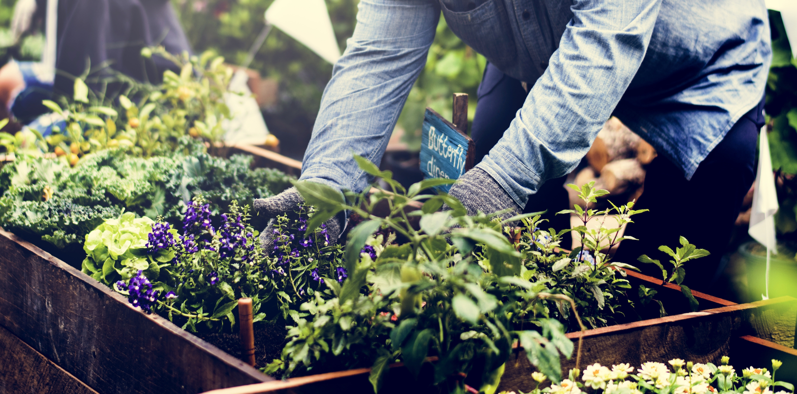 agriculture-urbaine-jardins-ville