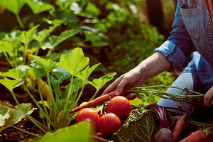 concept-permaculture-how-started