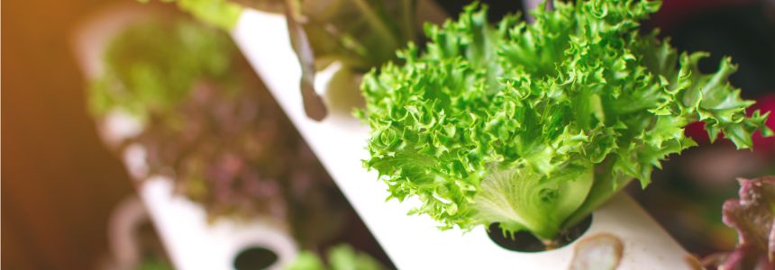 methodes-cultiver-legumes-hors-sol