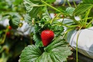 fraise-cultivee-hydroponie-ville