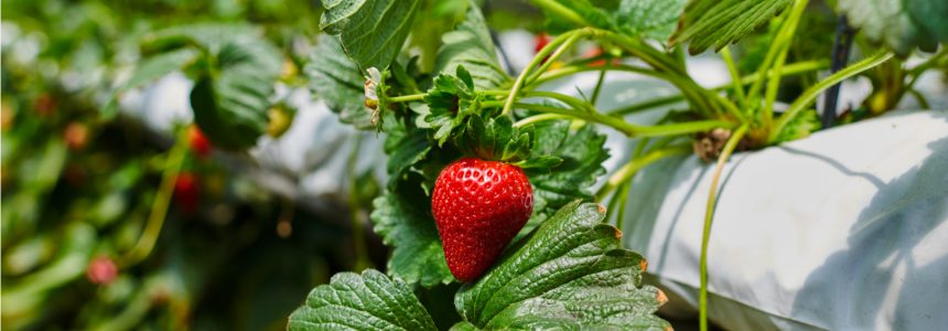 fraise-cultivee-hydroponie-ville