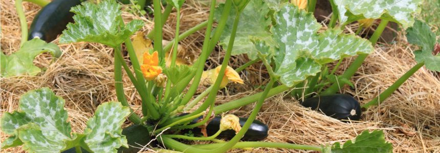 phenoculture-permaculture-manquez-temps