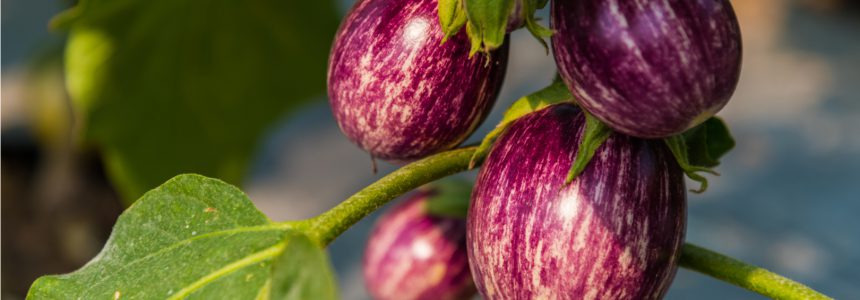 agroecologie-transformer-système-alimentaire