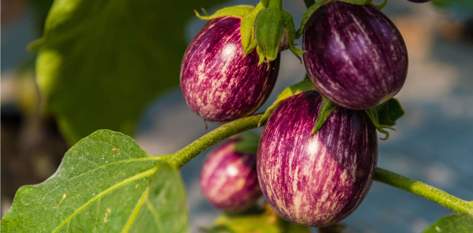 agroecologie-transformer-système-alimentaire