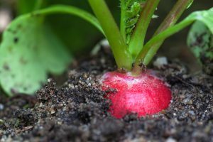 rencontres-2018-orateurs-agriculture-urbaine-julie-legall-christine-aubry