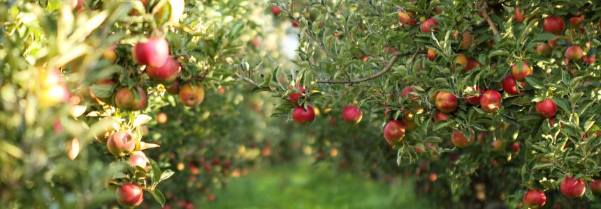 verger-sillery-agriculture-durable-sociale_1