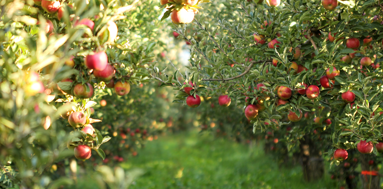 verger-sillery-agriculture-durable-sociale_1