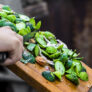 recyclage-dechets-cuisine-compost