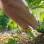 comportement-durable-responsable-paillis-agriculture