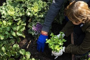 le-vegetal-plus-accessible-que-jamais