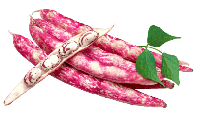 haricot-borlotti-vedette-italienne