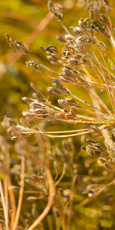 cumin-impact-environnemental