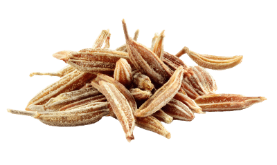 Tout savoir sur le cumin (Cuminum cyminum)